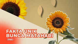 Bunga Matahari Tumbuh Setinggi Manusia? Simak Fakta Berikut.