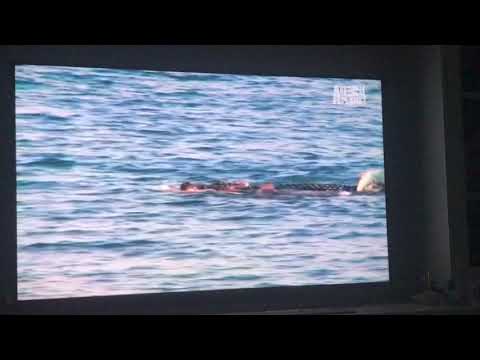 MASSIVE CROCODILE VS BIG BULL SHARK battle