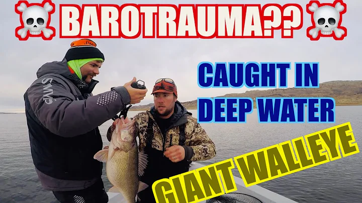 DID I KILL A 13 LB WALLEYE WITH BAROTRAUMA?? Honest talk about fishing deep.