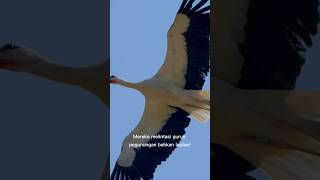 "Bangau, Si Penjelajah Langit: Burung yang Bisa Terbang Ribuan Kilometer!" #animals #shorts
