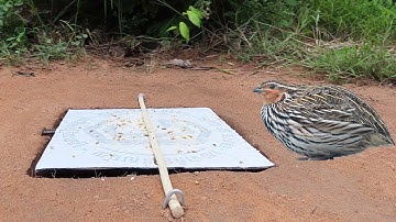 Creative Underground Quail Bird Trap Using Paper with Deep Hole - Bird Trap Work 100%