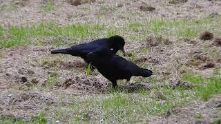 Eating out in Exeter: 2 Carrion Crow (Corvus corone) in the centre of the City. Urban birding!