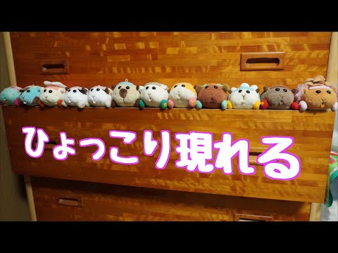 【コマ撮り】ひょっこり出てくる！(PUIPUIモルカーファンフィクション)