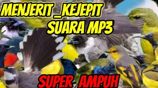 suara menjerit kejepit  burung kecil paling ampuh | burcil ribut _menjerit terbukti pikat ampuh