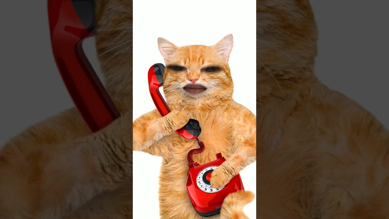 My cat just ordered a pizza 