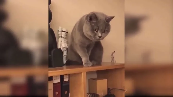 Video 11745571: cats funnycats funnycatvideos, cats funnycats compilation, funnycats funnycatvideos cute, cats compilation cute funny