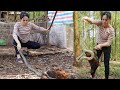 60 Bad Day Big SNAKE Attack the Chicken Farm - Harvesting Fruit Garden go Market Sell | My Free Life