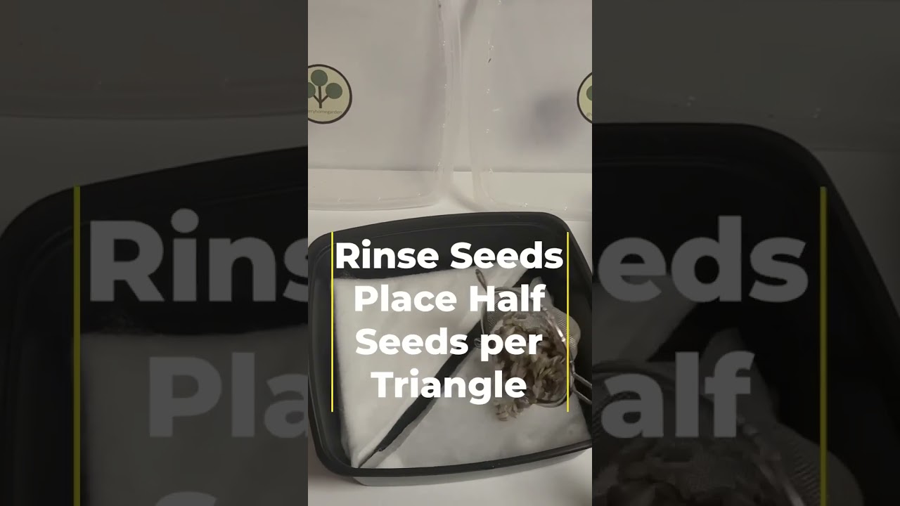 Day 1 Starting Sunflower Seeds for Microgreens Grown Indoors from Hulled Seeds!