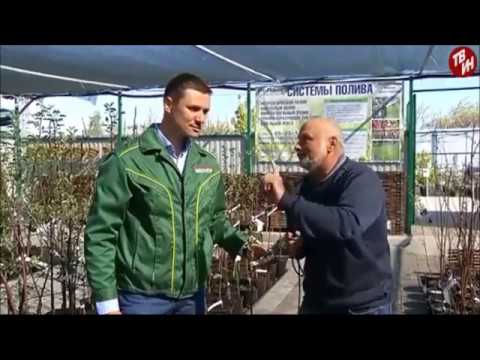 Озеленение городских приусадебных участков и коттеджей