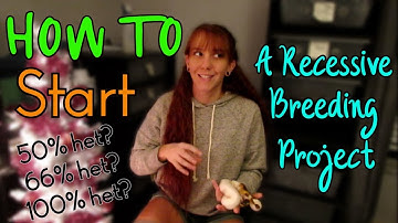 How to Start a Recessive Breeding Project for Ball Pythons | Ball Python Genes | Ball Pythons 101