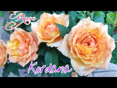Short Hoa Hồng Kordana Với Sắc Vàng Cam Xinh Lung Linh Rose Kordana