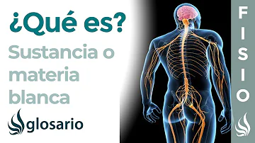 ¿Cuál es la sustancia blanca del cerebro?