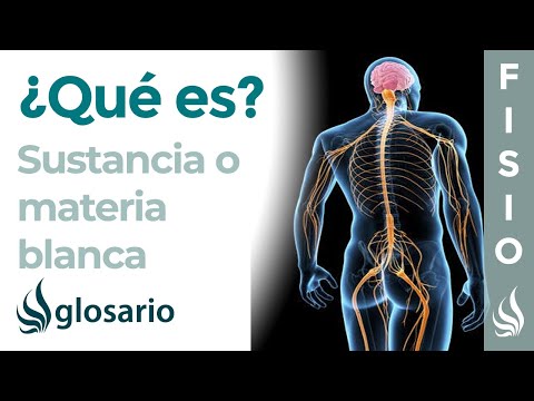 Video: ¿Dónde está la sustancia blanca periventricular?