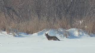 Mississippi River Flyway Cam: coyote