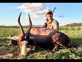 Africa Part 2 - Eland, Blesbok, and Wildebeest with Comre Safaris