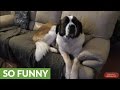 Needy Saint Bernard watches playoffs with owner