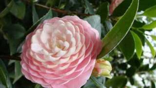 花心-周華健