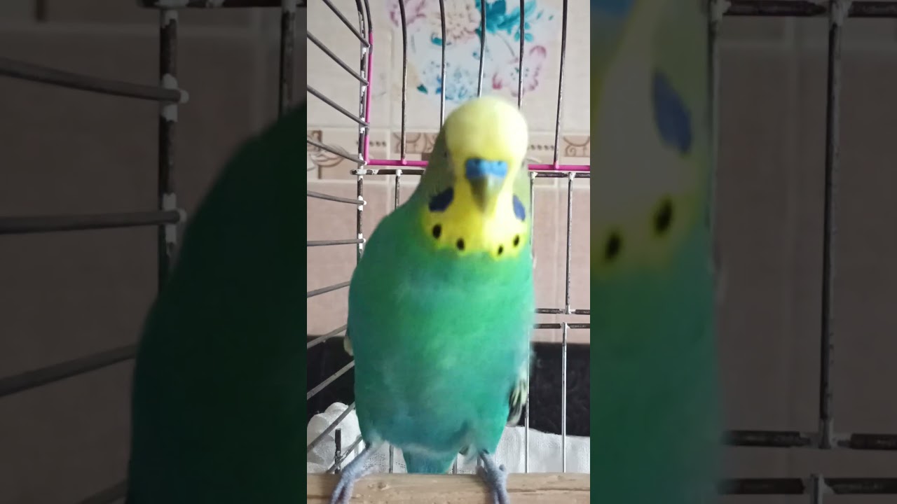 Mutluluk Sesi #birds #talkingparot #blackfacebudgie #budgies #muhabbetkuşu #dinlendiricisesler
