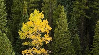 ЖЕЛЕЗНОЕ ЧУДО -ДЕРЕВО -  СИБИРСКАЯ ЛИСТВЕННИЦА!!!