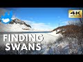 Iceland Walking Tour - Finding Swans [4K]
