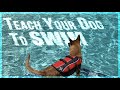 How to Teach Your Dog to Swim.