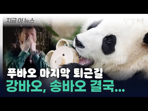 &quot;30일 후에 또&quot; 푸바오 공개 마지막날 사육사들 결국... [지금이뉴스]  / YTN