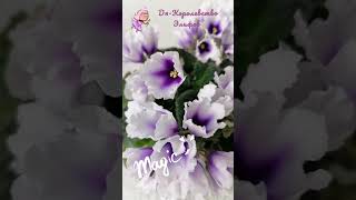 Dn-Королевство Эльфов #beautifulflowers #veilchen #violets #violette #фиалки