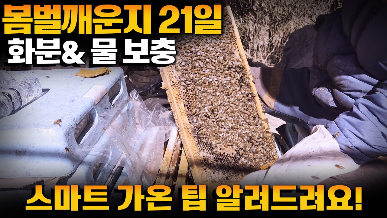 [미희네벌꿀농장]봄벌 21일째 화분 &물보충 , 스마트가온 노하우! #양봉 #bee #스마트가온 #봄벌