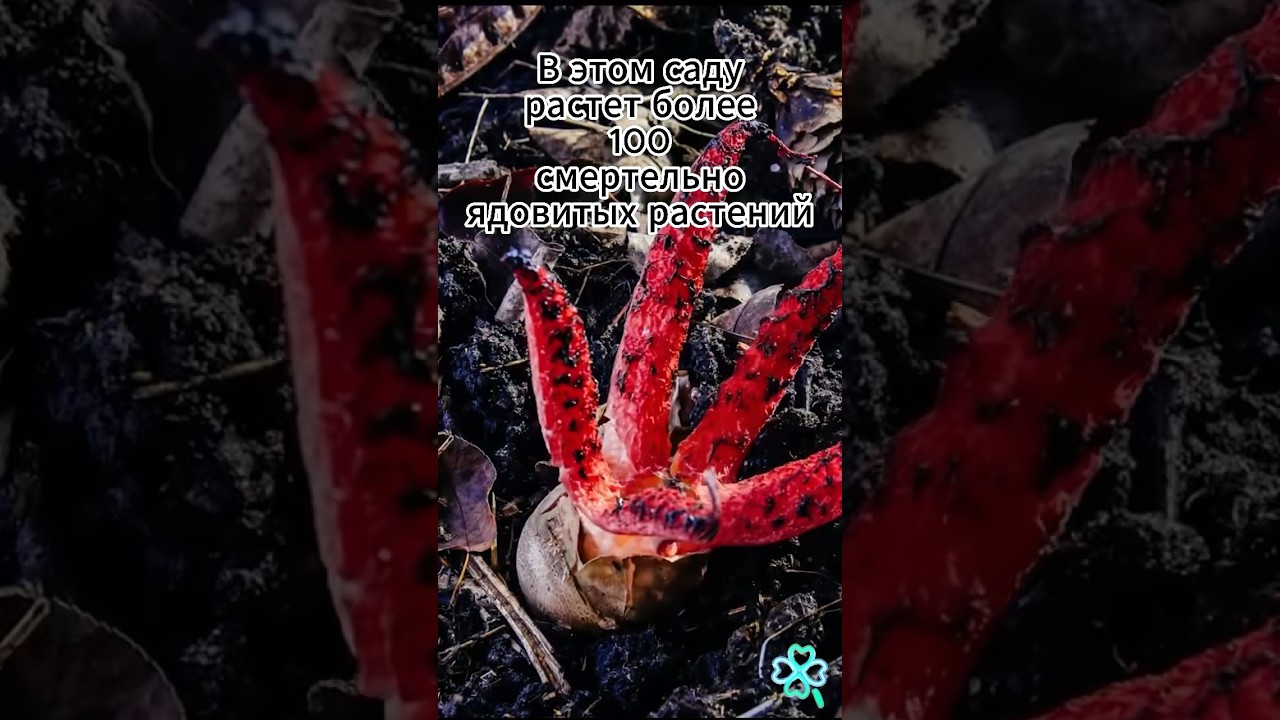 Этот сад может тебя убить!  