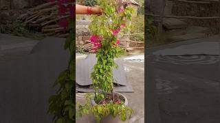 Unique way to propagate Bougainvillea Plant. #propagation #bougainvillea Unique way to propagate Bougainvillea Plant. #propagation #bougainvillea