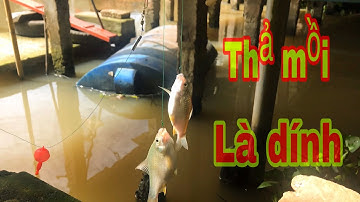 Câu Cá Mè Vinh Đầu Mùa - Thả Mồi Giật Cá Liền Tay | Fishing