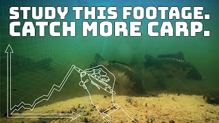 Carp feeding underwater - Mesmerising time lapse footage!