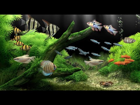 Video: Ilusad Akvaariumi Asukad