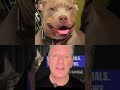 HOLD OFF ON THAT CALL TO ACTION! (until you see all the videos)🚨🐾 TROOPER SHOOTS DOG IN NEW YORK 🐾🚨