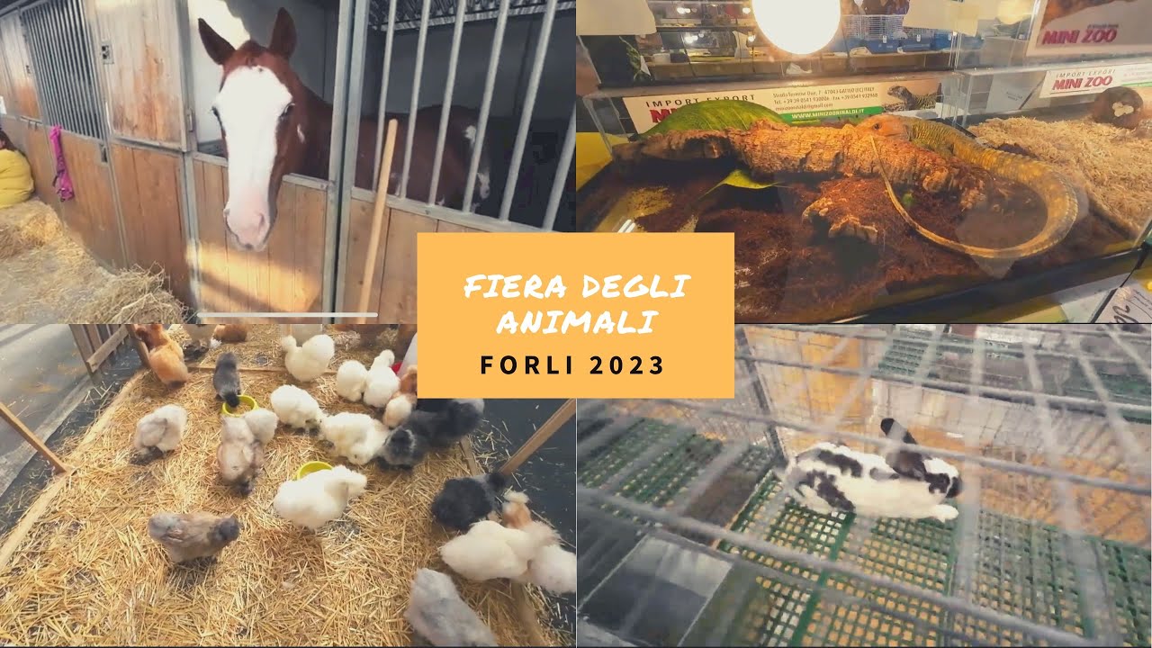 FIERA degli ANIMALI di FORLì 2023