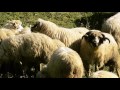 Delia jude are badea multe oi