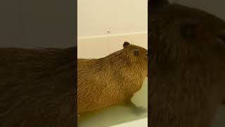 okey i pull up capybara