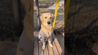 골든리트리버가 지능 4위라고?