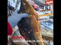 🐟 Frische Schuppen- oder Spiegelkarpfen