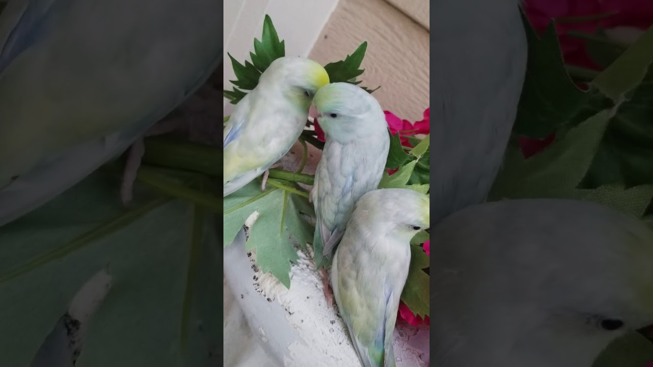 Marble turquoise pied and marble turquoise Pacific parrotlet s 