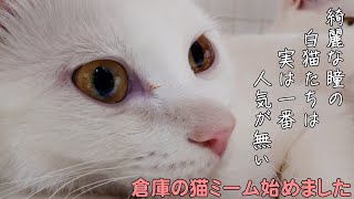 白猫たちは、綺麗な瞳だが一番人気が無い　｜　倉庫の猫ミーム、始めました