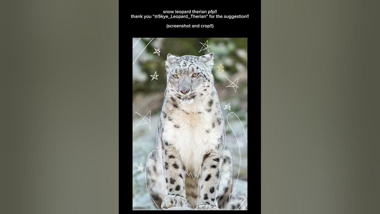 snow leopard therian pfp!! - YouTube