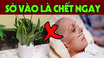 9 Loại Cây Cảnh ĐỘC HƠN LÁ NGÓN Cấm Trồng Trong Nhà Kẻo Cả Nhà Toi Mạng