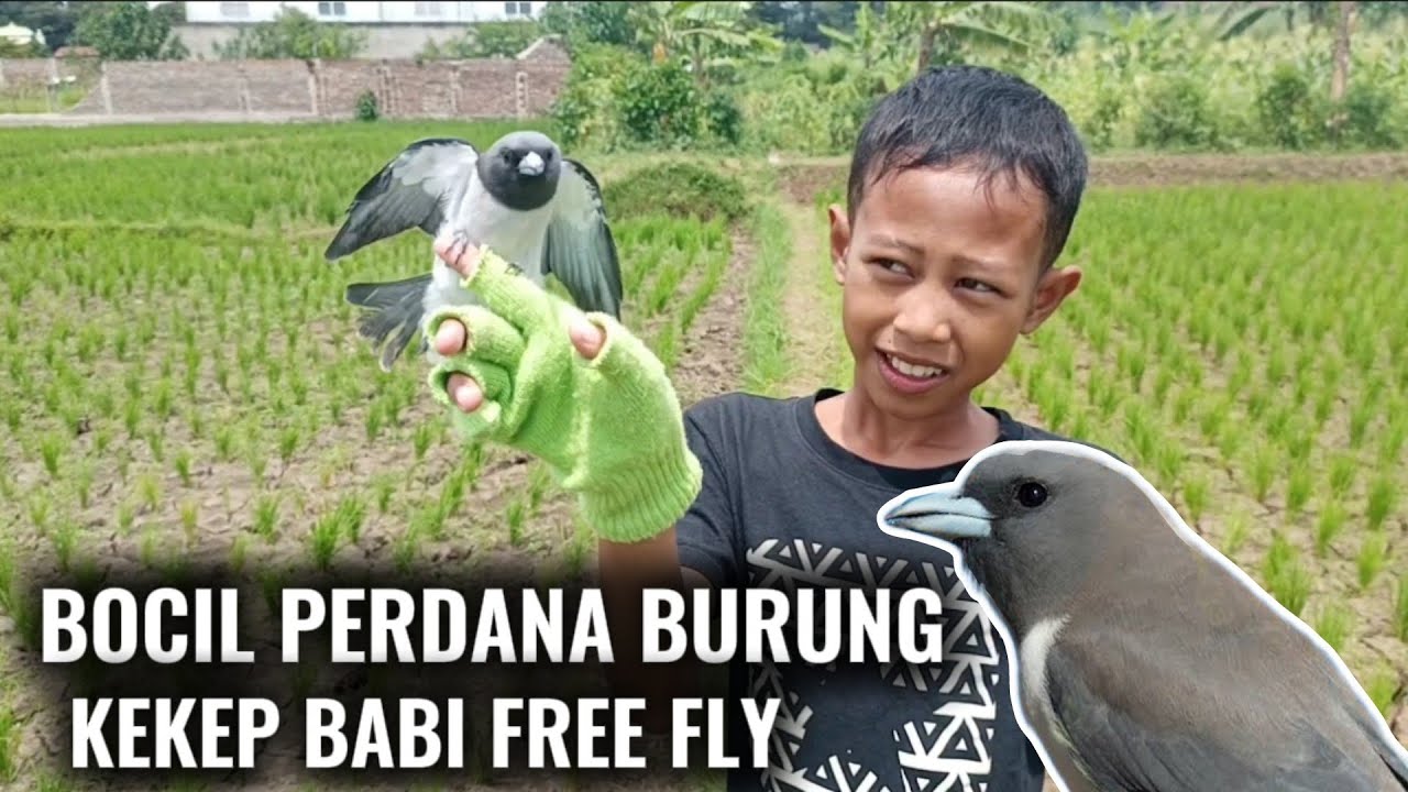 BOCIL PERDANAIIN BURUNG KEKEP BABI ‼️