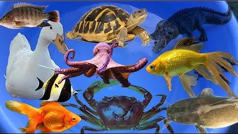 Đi bắt cá dưới rạch nước, cá rô phi, cá trê, con rùa, cá vàng và đồ chơi con cua, tôm, mèo, thỏ #14