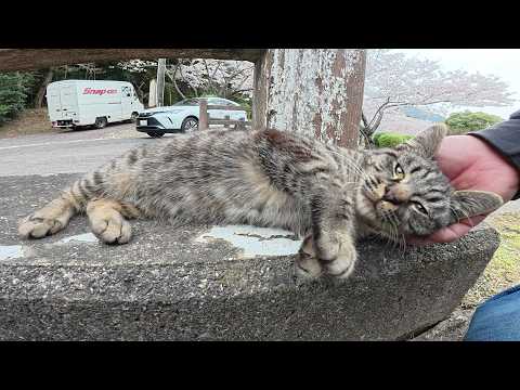 幼いキジトラ猫ちゃんが満開の桜をバックに人間にモフられる