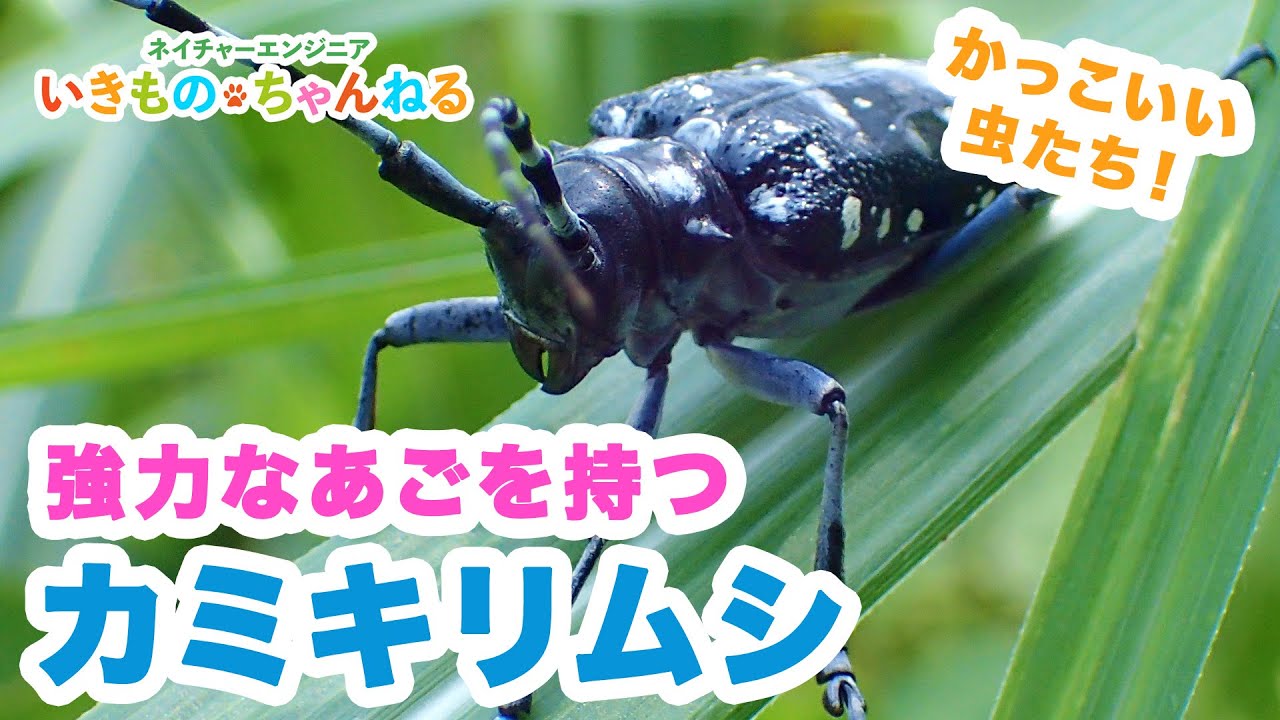 カミキリムシの種類と魅力 強力なアゴを持つかっこいい甲虫たち Youtube