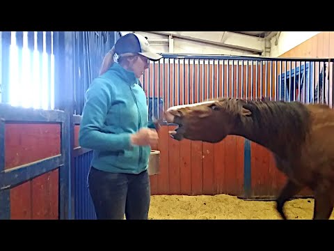 Video: Sådan håndteres en skræmt hest