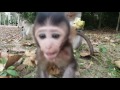Life of monkeys Ep58, Baby monkey eating lotus, baby monkey trying to ju...