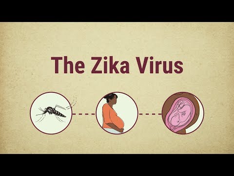 Videó: Amerikai Tudósok: A Zika Vírus Hamarosan Lefedi Az Egyesült Államokat - Alternatív Nézet